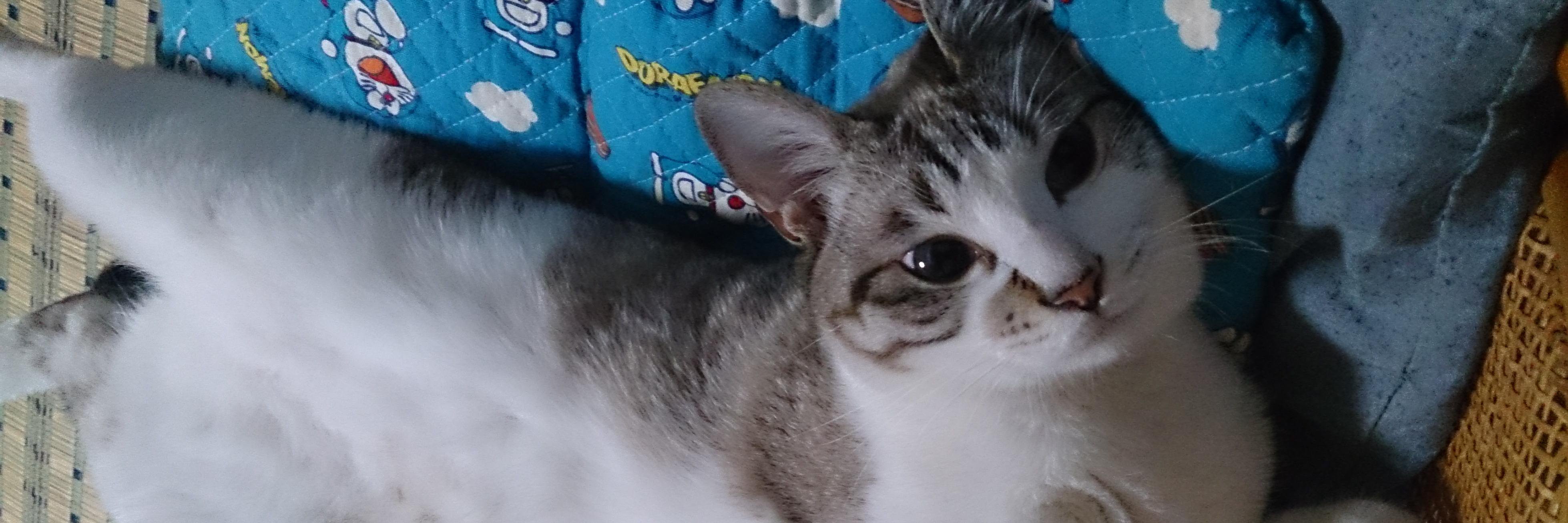 ikyanikyan's profile banner image