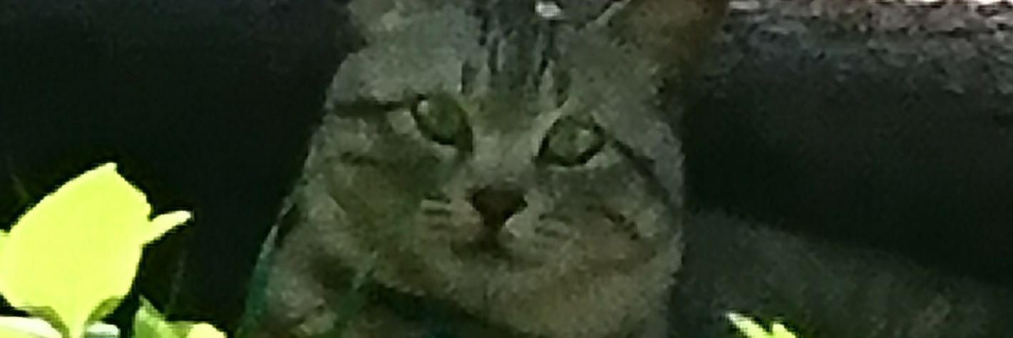 FukuJko's profile banner image