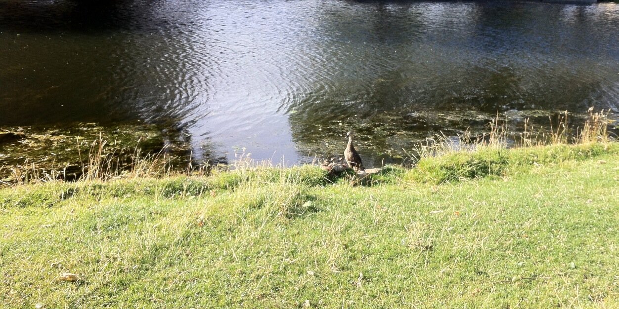 Dr Davide Natalini banner