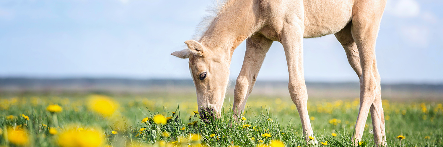 Humane World Action Fund banner