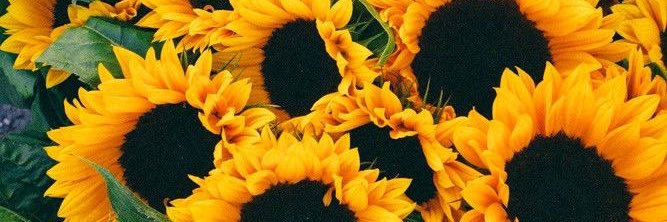 daisybird_'s profile banner image