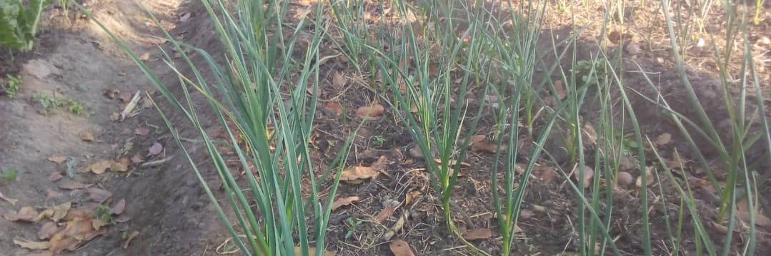 jackson muzivi banner