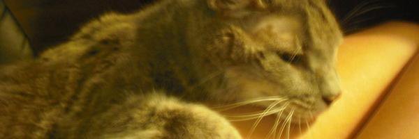 mandataye's profile banner image
