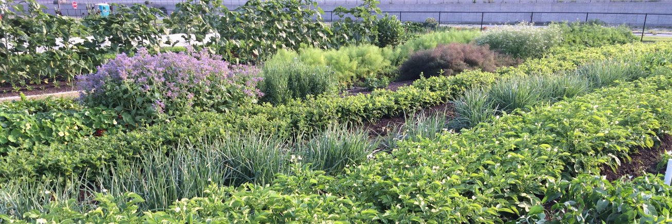 PLANTED | Chicago banner