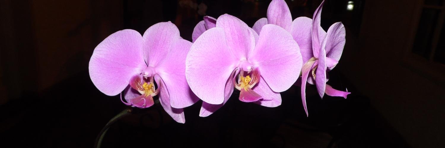 JoyBonassoli's profile banner image