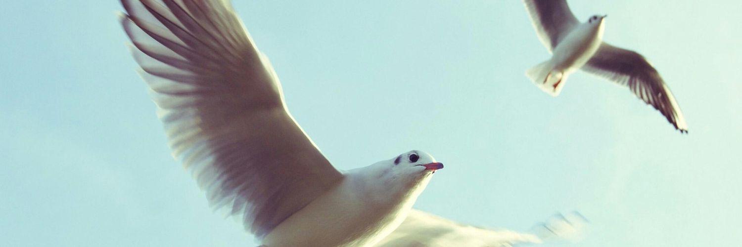 darum2002's profile banner image