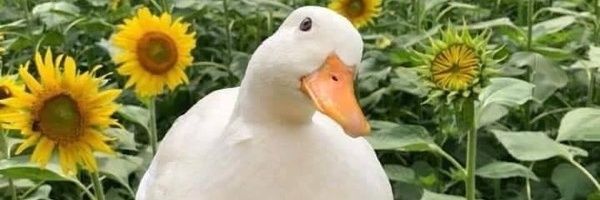 JKersk's profile banner image