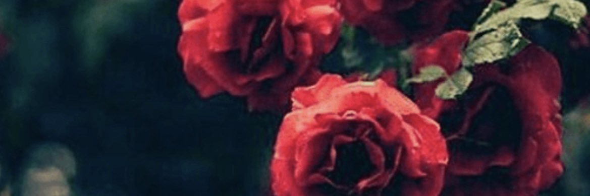 realmacrose's profile banner image