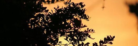 ThatGuySquib's profile banner image