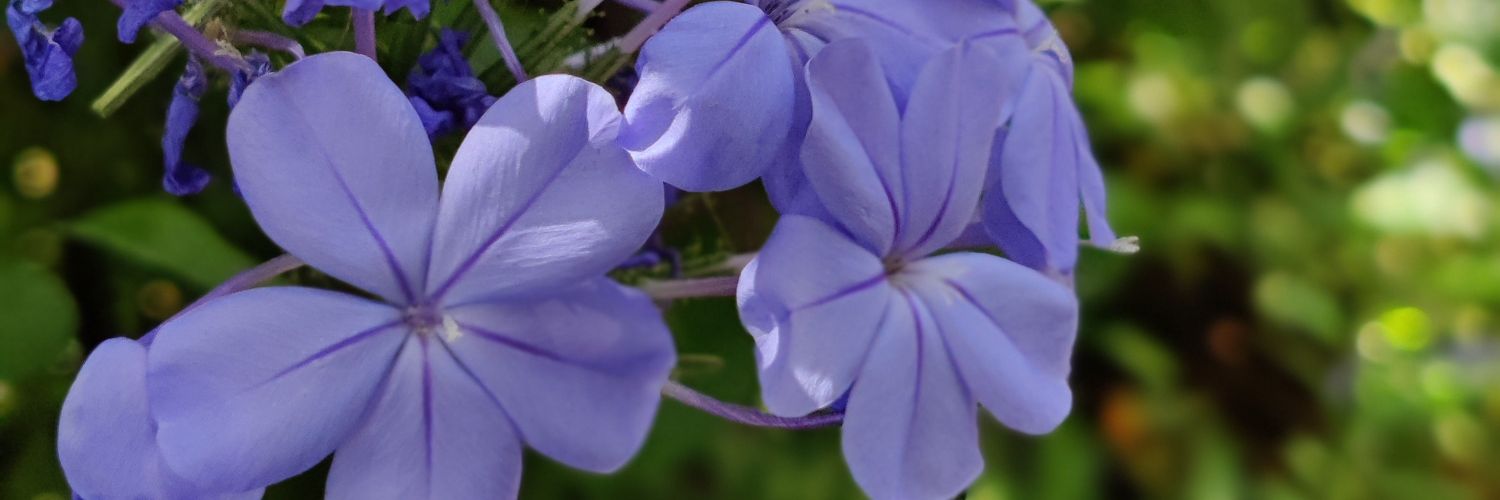BestBiDani's profile banner image