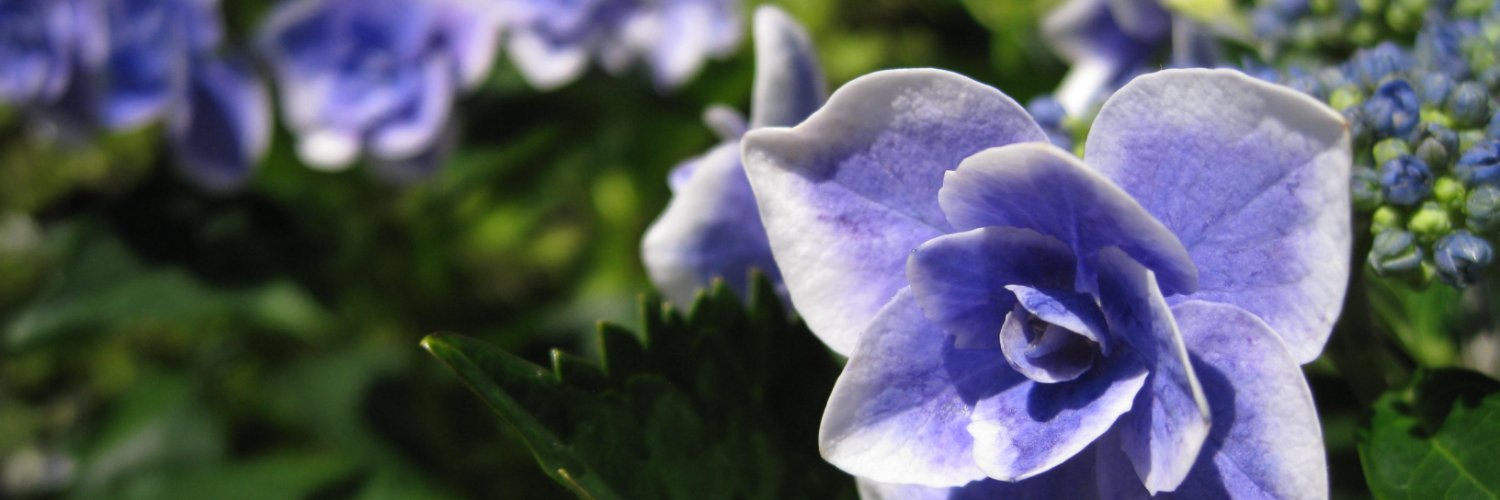 neko_d_2014's profile banner image