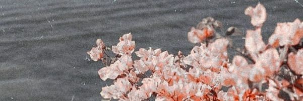 realannadanese's profile banner image