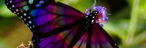 Rissy_teachthem's profile banner image