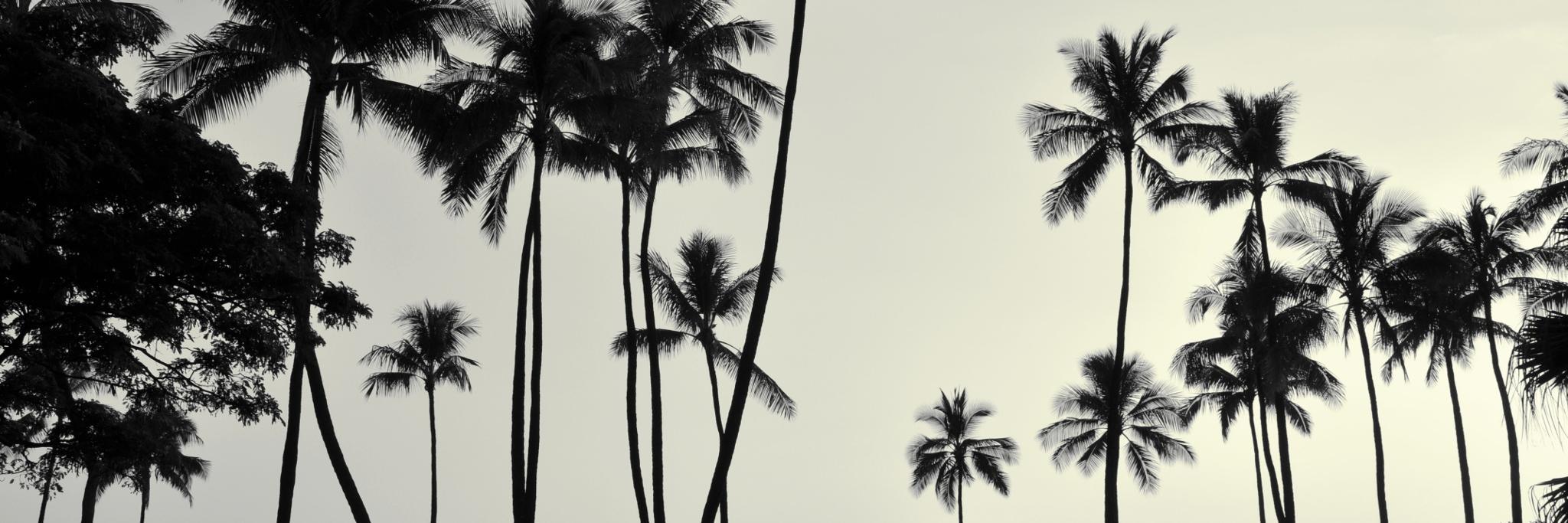 SoaRVers's profile banner image