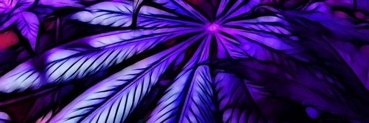 blablafodase's profile banner image