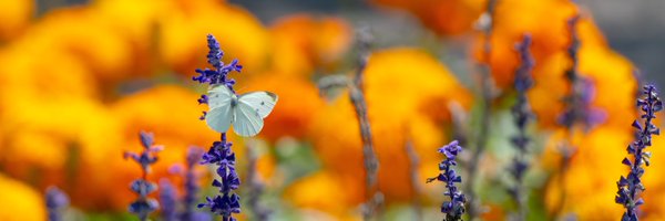 Nboah Profile Banner