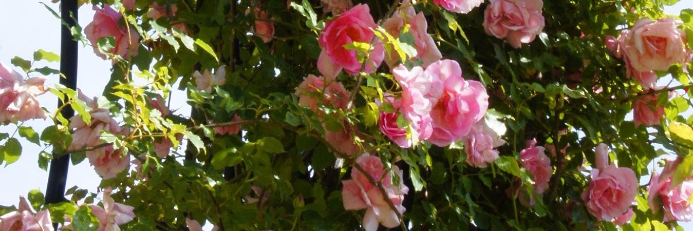 rosepetrus's profile banner image