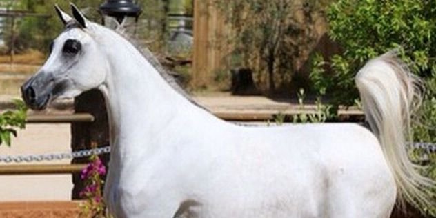 محمد بن مسعود banner