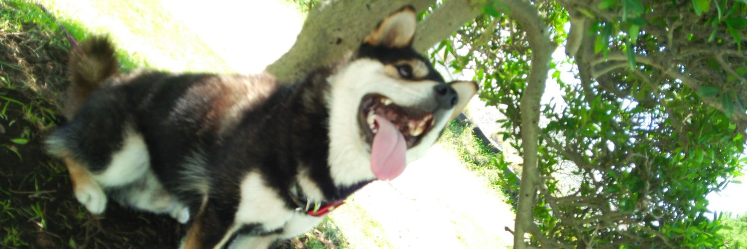 pontbul's profile banner image