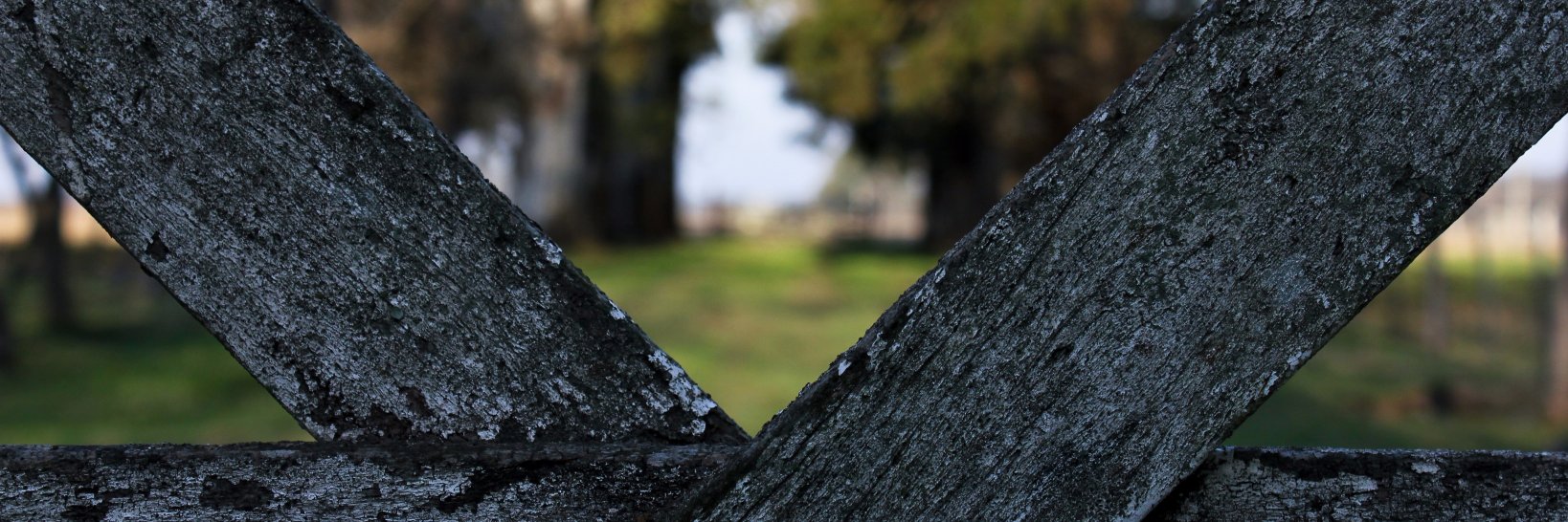 Fernando Tarocco banner