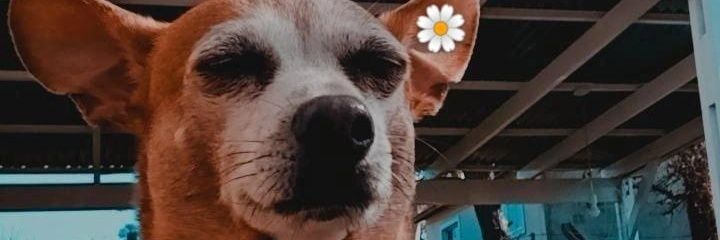 agusmoscuzza's profile banner image