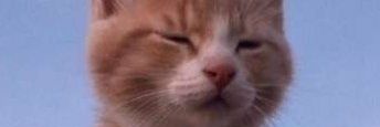 ubodyguard's profile banner image