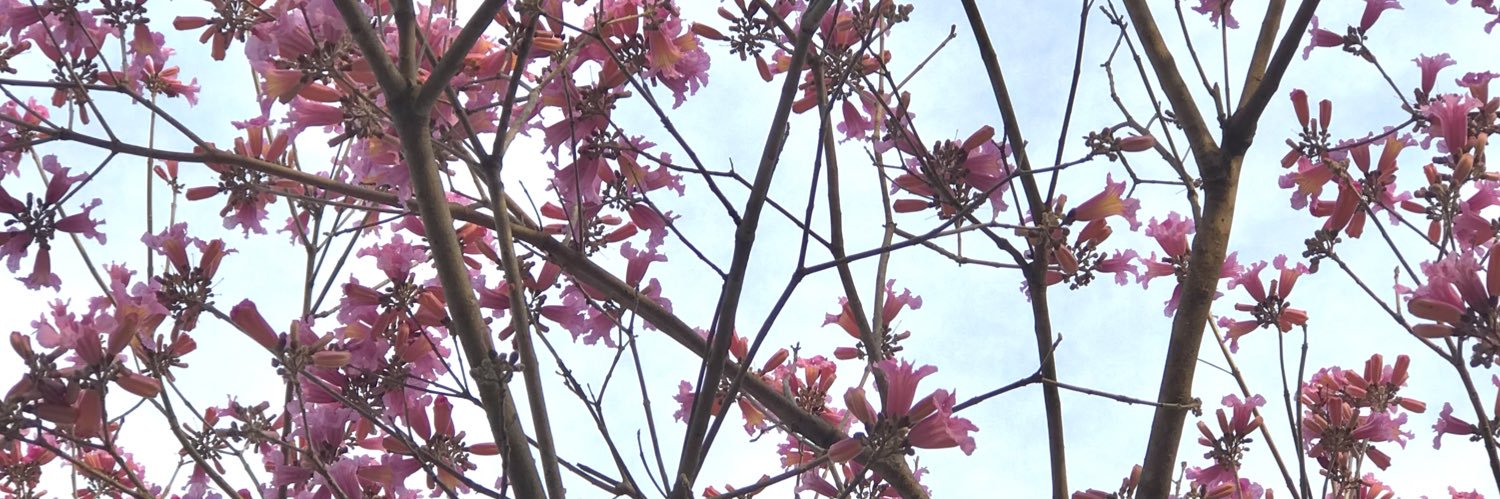 VictoriaPriano's profile banner image