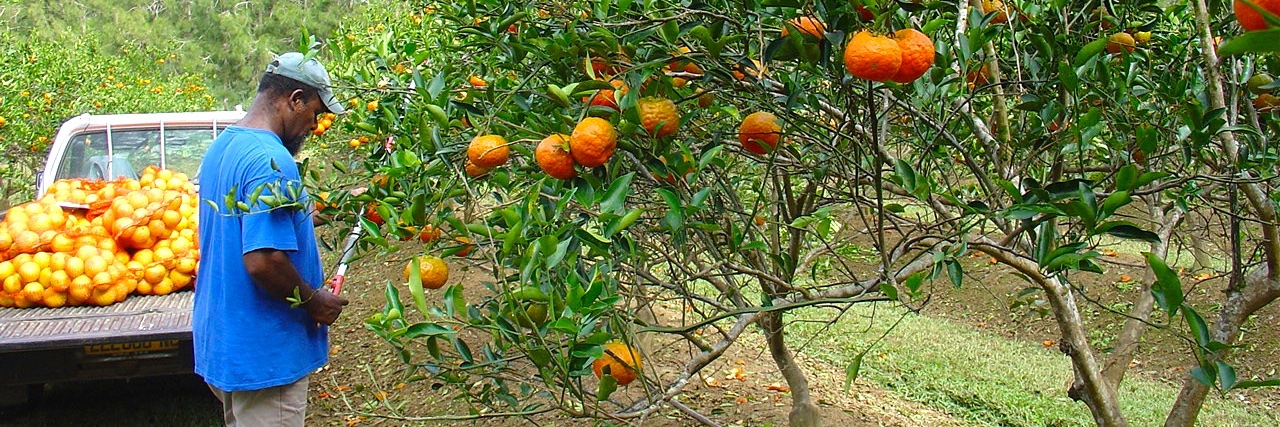 IAC - Inst. agro. NC banner