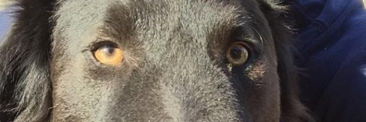 bestsarchasm's profile banner image