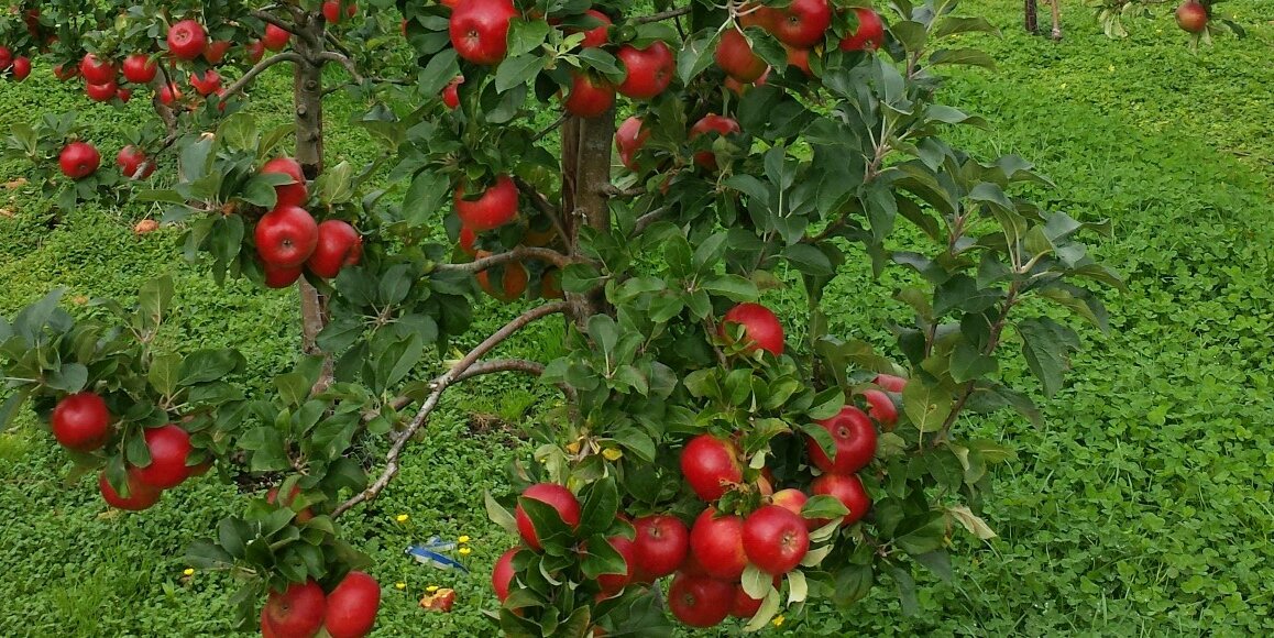 Irish Apple Group @ mastadon.ie banner