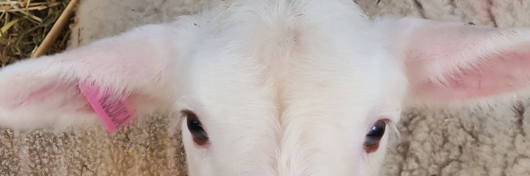 ZbaySelda's profile banner image
