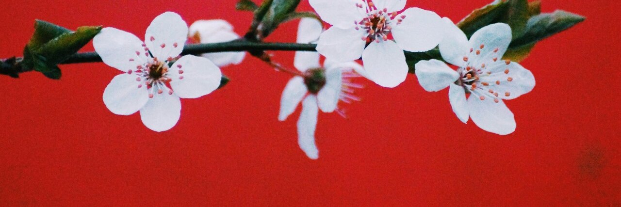 왕충동장족발보쌈 banner