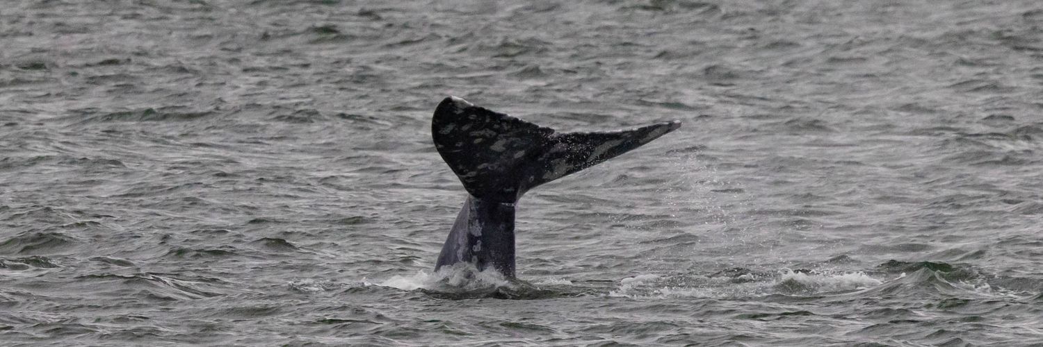 C T 🇱🇷🇱🇷✝️ 🎢🐳🐋 banner