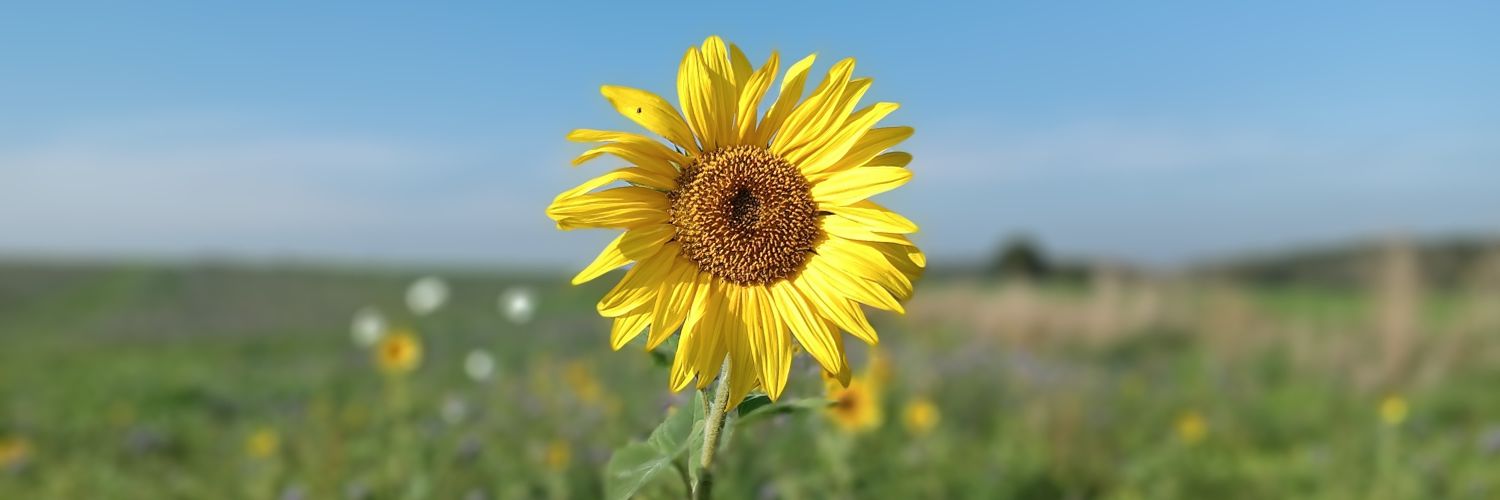 elxrue's profile banner image