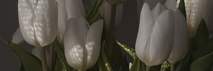 noellmoni's profile banner image