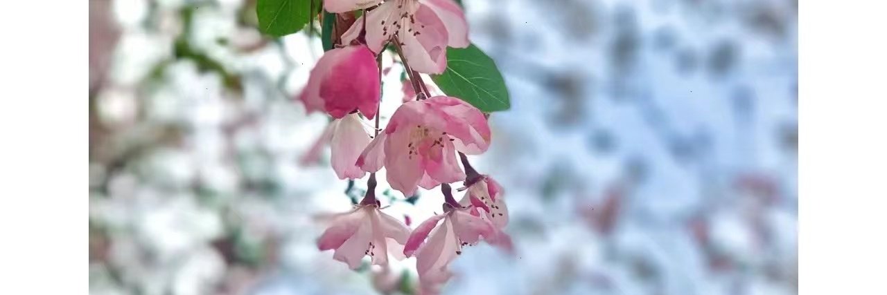 ꧁IP꧂Matthew Mace.hft♦️ banner