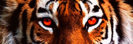 joariel_10's profile banner image