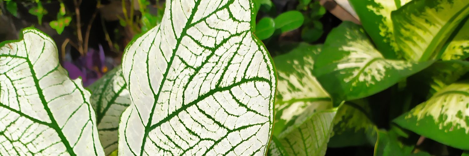 dewiidihardjo's profile banner image