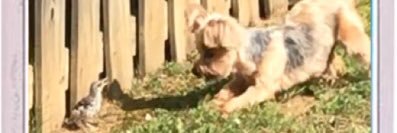 Kitty Armistead (fuck this hellsite) banner