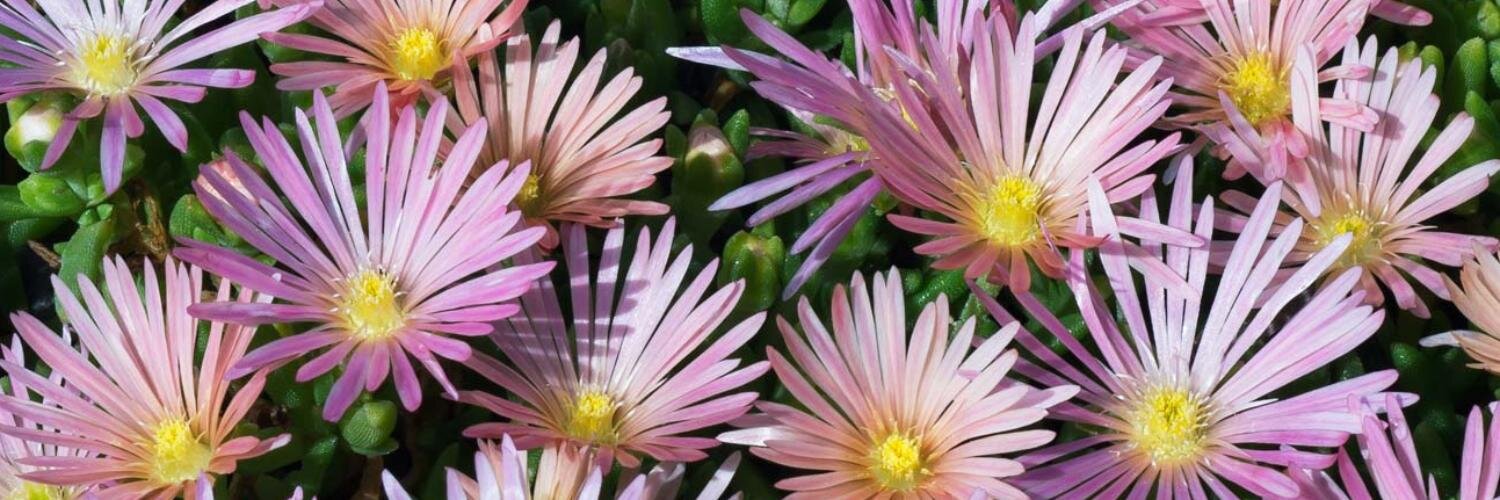 DaisyCoCEO's profile banner image