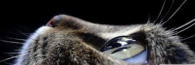 Jiuston_'s profile banner image