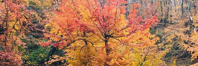 Fereshteh B.Darvishi banner