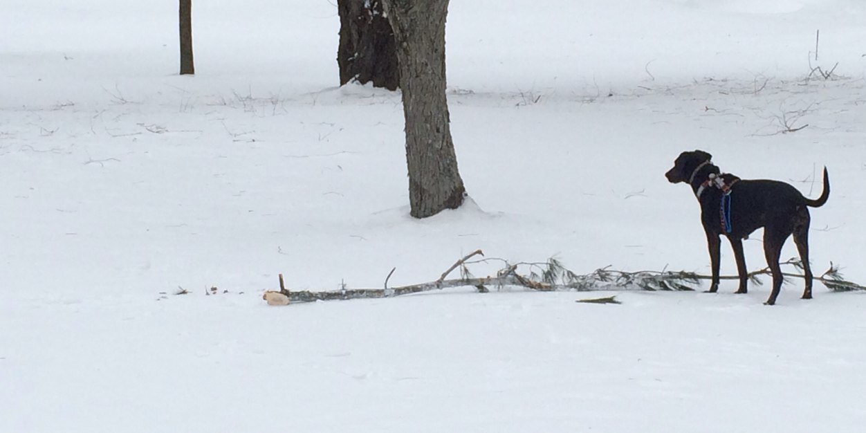 Lisa Aultman-Hall banner