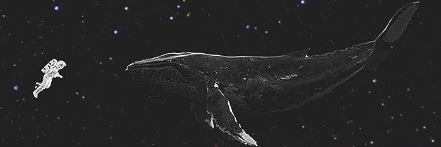 sunflowerice's profile banner image