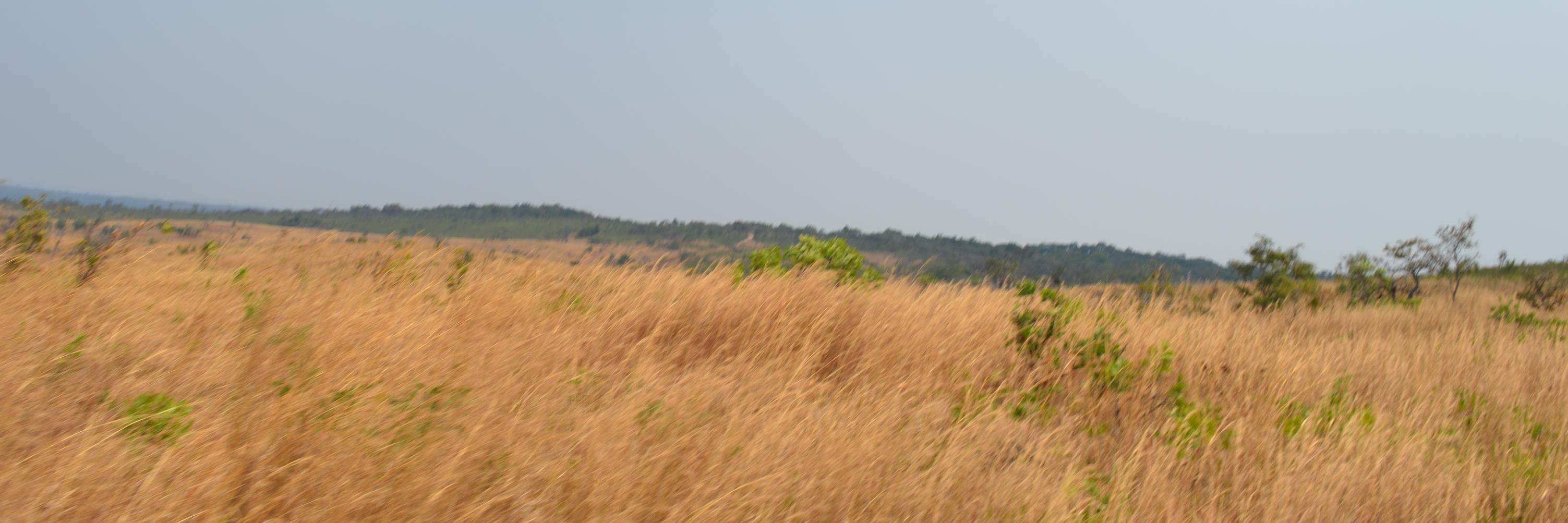 Peaceful banner