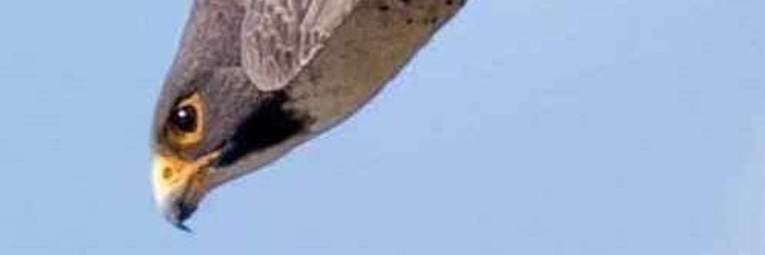 al_shiim's profile banner image