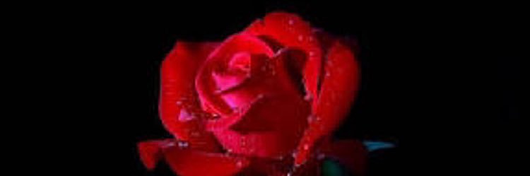 Cele_4MgoR's profile banner image