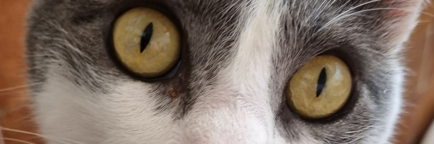 😼~OtilinguisS~🙀 banner