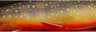 TBayFishing's profile banner image