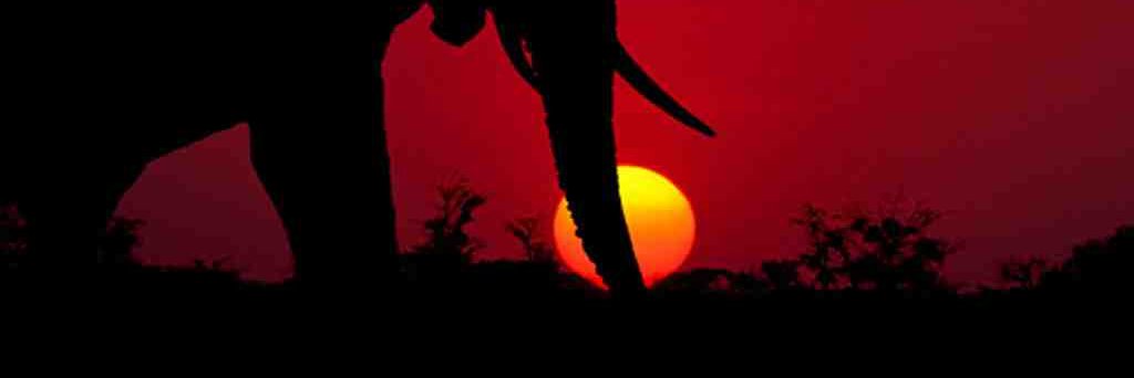 SADDLEMOUTH's profile banner image